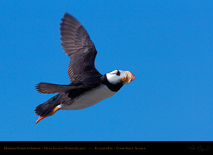 HornedPuffin_inFlight_HS2586