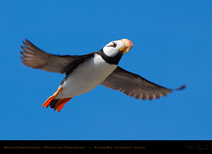 HornedPuffin_inFlight_X3412