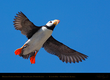 HornedPuffin_inFlight_X3464