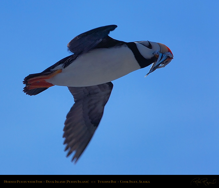 HornedPuffin_withFish_HS2563M