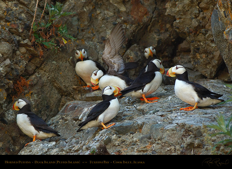 HornedPuffins_X3291