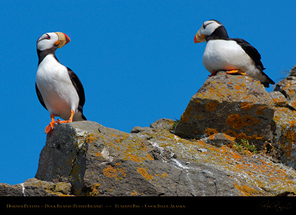 HornedPuffins_X3376