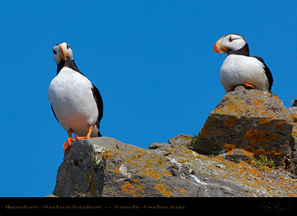 HornedPuffins_X3381