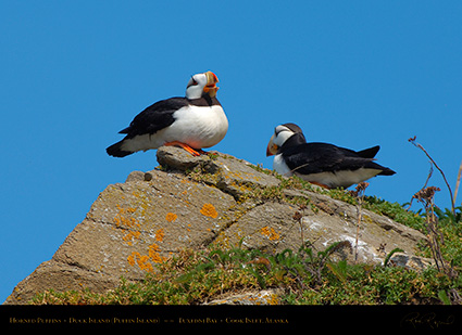 HornedPuffins_X3388