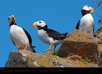 HornedPuffins_X3389