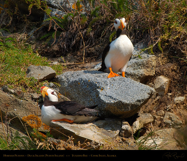 HornedPuffins_X3390M