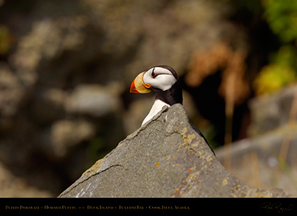 PuffinPortrait_HS2465