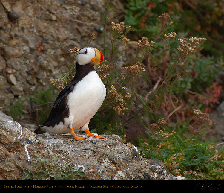 PuffinPortrait_X3272M