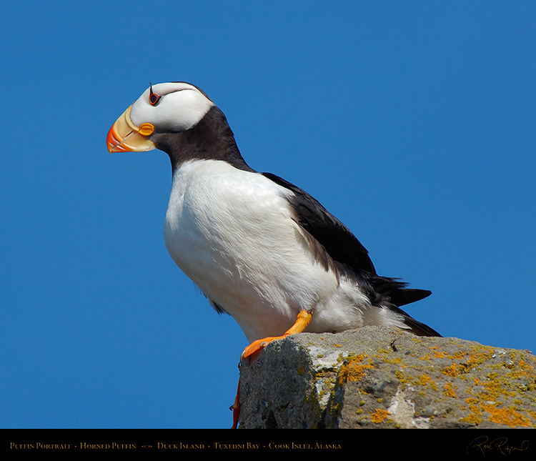 PuffinPortrait_X3342M