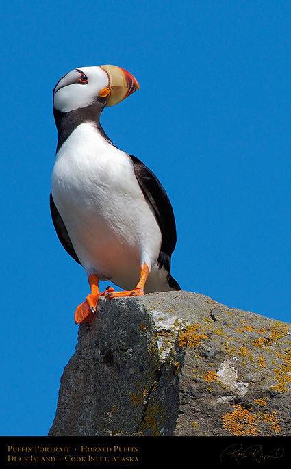 PuffinPortrait_X3376c