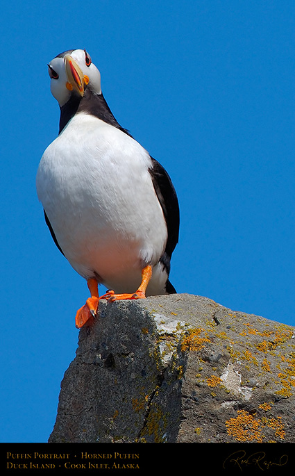 PuffinPortrait_X3381c