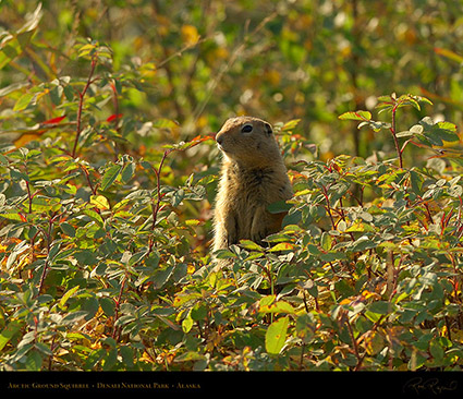 Arctic_Ground_Squirrel_X4286M