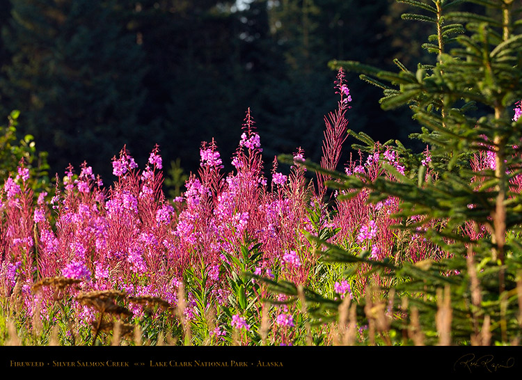 Fireweed_SilverSalmonCreek_HS2806