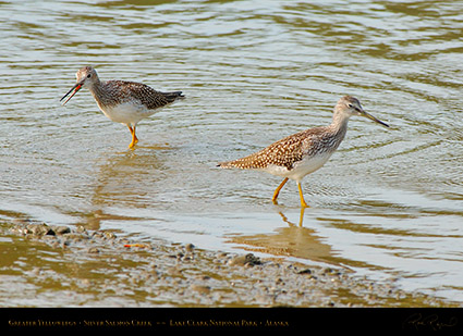 GreaterYellowlegs_X2943