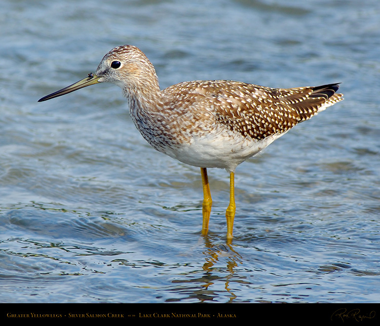 GreaterYellowlegs_X2953c_M