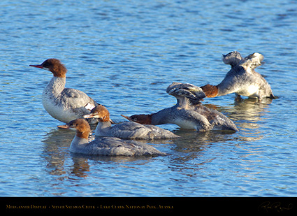 Merganser_Display_X3252