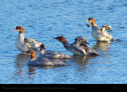 Merganser_Display_X3253