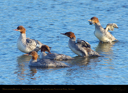 Merganser_Display_X3254