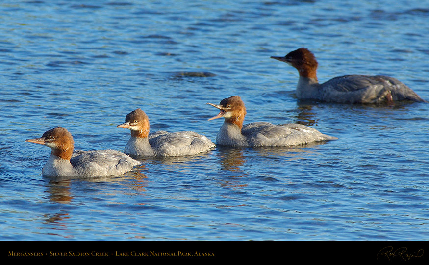 Mergansers_X3251_16x9