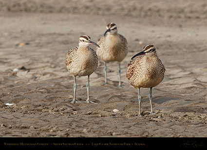 Whimbrels_X2942