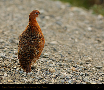 WillowPtarmigan_X4281M