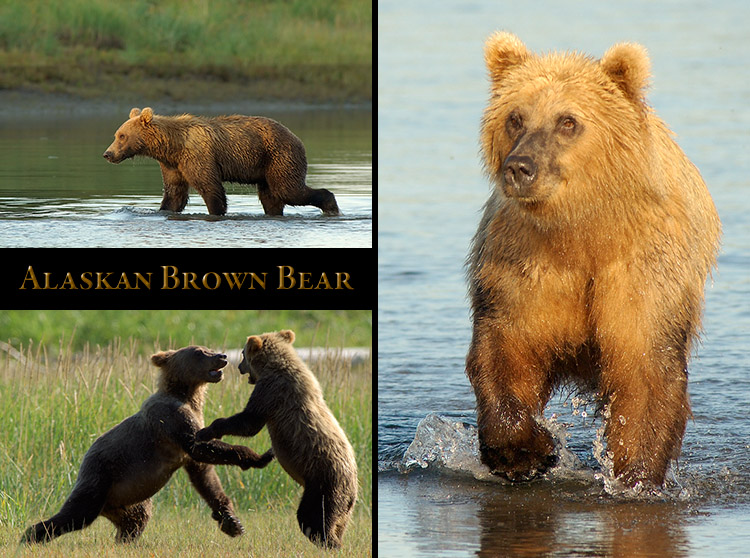 AlaskanBrownBear