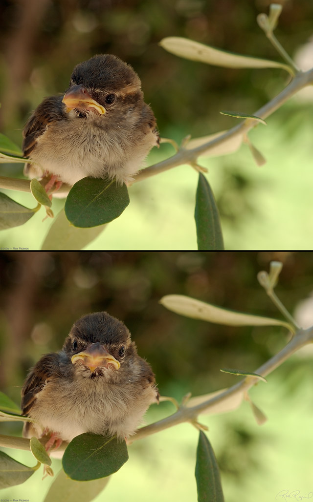 BabySparrow_7456-74LG