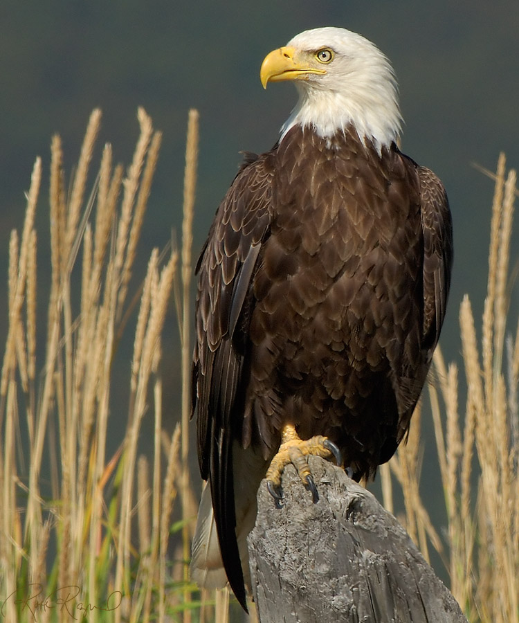 BaldEagle_X3895