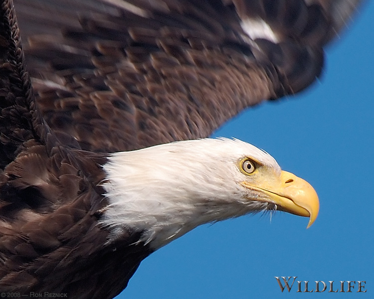 BaldEagle_closeup_X3784_crop