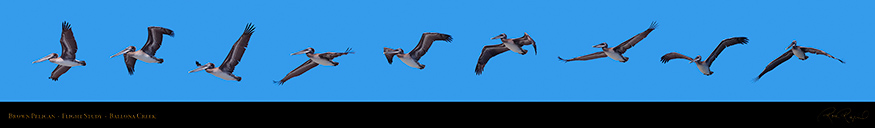 BrownPelican_FlightStudy_XXL