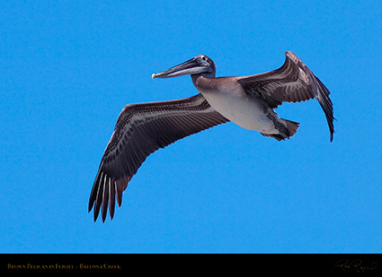 BrownPelican_Flight_HS9850