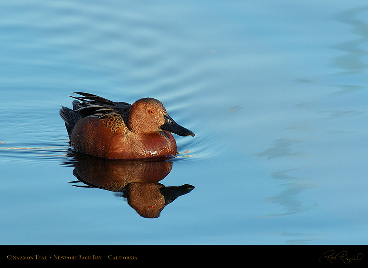 Cinnamon_Teal_4336