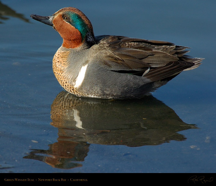 GreenWinged_Teal_4143M