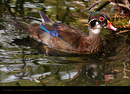 WoodDuck_Juvenile_BreedingMale_HS5873