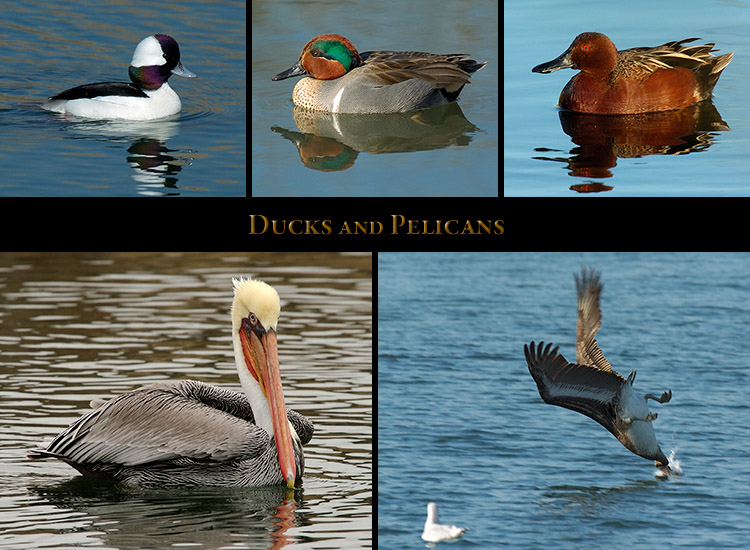 Ducks_Pelicans