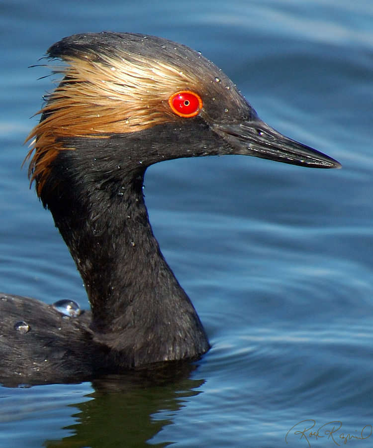 EaredGrebe_X0155c