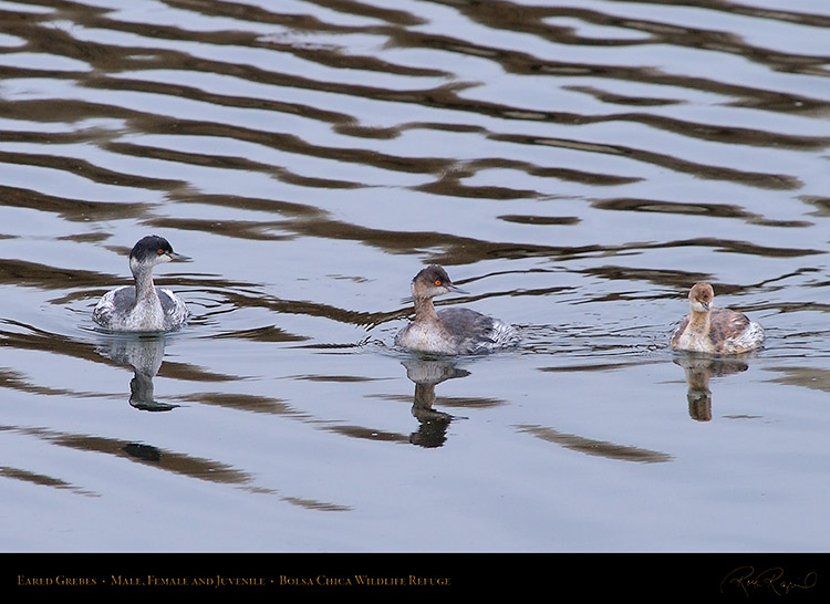 EaredGrebe_Family_0363