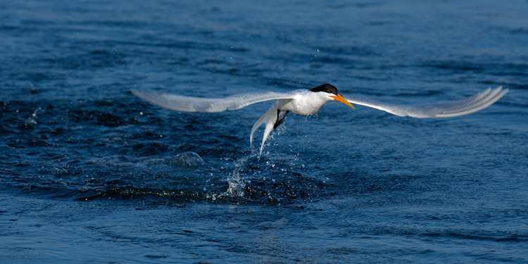 ElegantTern_Takeoff_X4721s