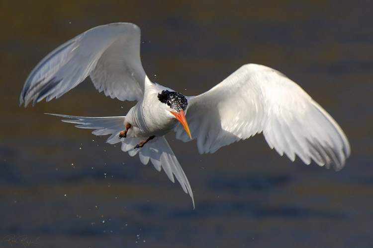 ElegantTern_Takeoff_X5029s