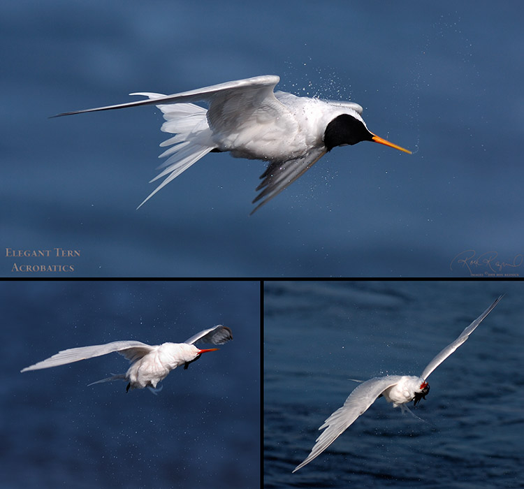 Elegant_Tern_Acrobatics