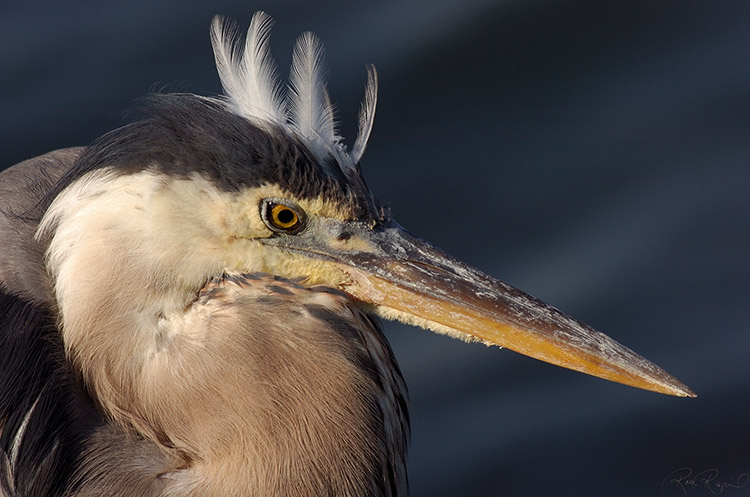 GBheron_Portrait_HS1922s