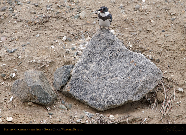 Belted_Kingfisher_0442