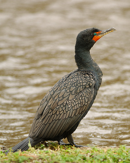 Breeding_Cormorant_X0310