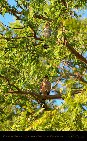 CoopersHawk_andJuvenile_0588