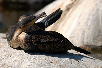 Cormorant_CourtshipBehavior_4808