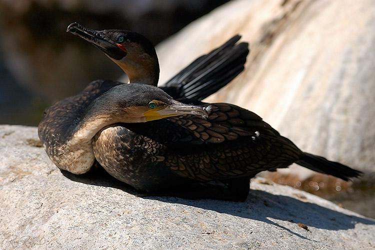 Cormorant_CourtshipBehavior_4809