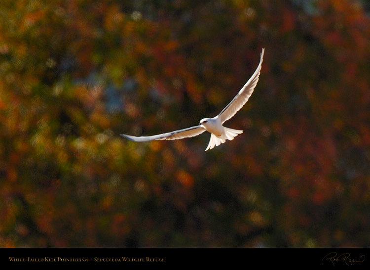 White-Tailed_Kite_Pointillism_X3079