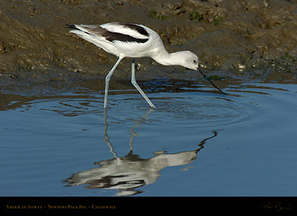 AmericanAvocet_4186