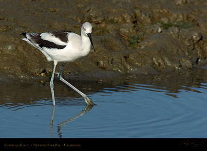 AmericanAvocet_4188