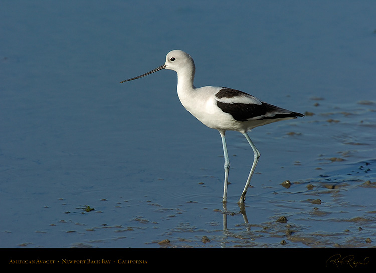 AmericanAvocet_4204